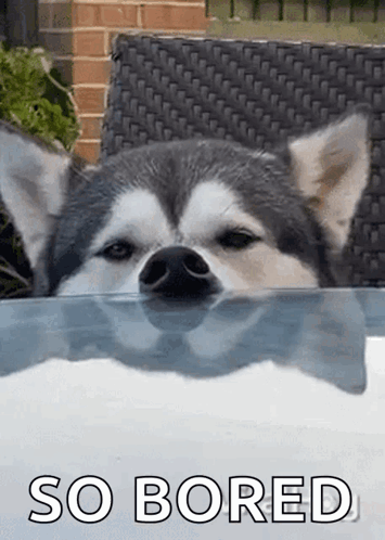 Husky Dog Sticking Head Over Glass Table