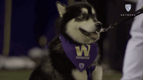 Husky Dog Wearing Purple Bandana