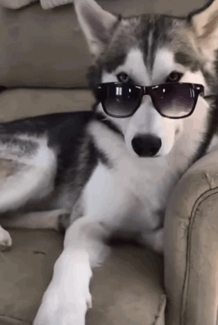 Husky Dog Wearing Sunglasses Laying on Couch