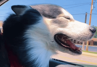 Husky Dog Yawning in Car Back Seat