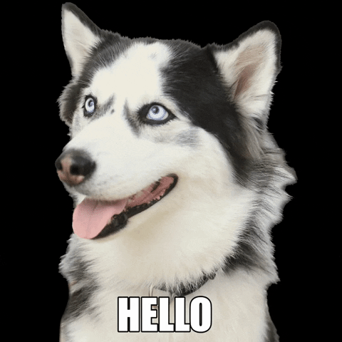 Husky Greets Warmly With A Friendly Hello GIF