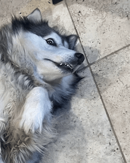 Husky Grinning While Lying Down GIF