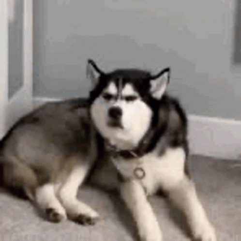Husky Irritated Face Look GIF