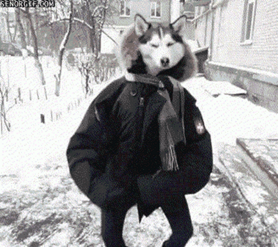 Husky GIF