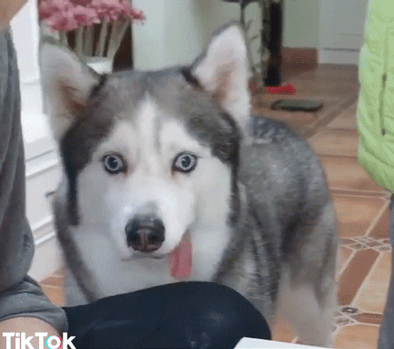 Husky GIF