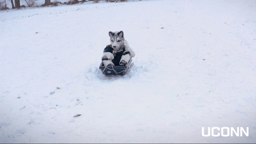 Husky GIF
