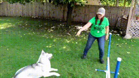 Husky Jump For Joy In Backyard GIF