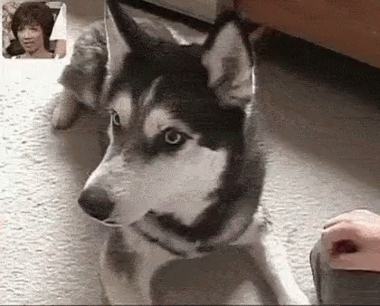 Husky Laying on Floor Looking at Camera