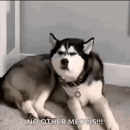 Husky Laying on Floor Looking at Camera Saying No Other Meows