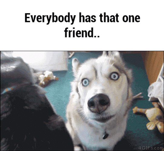 Husky GIF