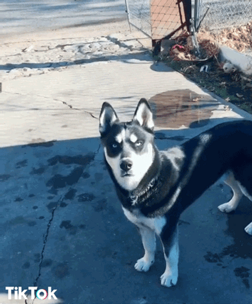 Husky GIF