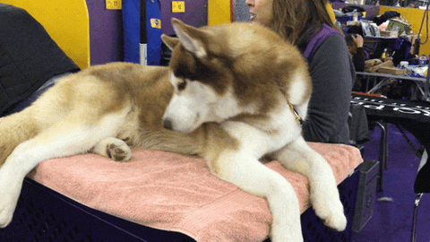 Husky Lounging Comfortably At An Event GIF