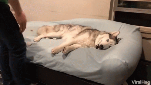 Husky Lying on Bed with Blue Blanket