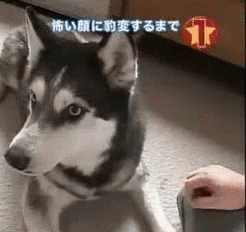 Husky Lying on Floor Looking at Camera