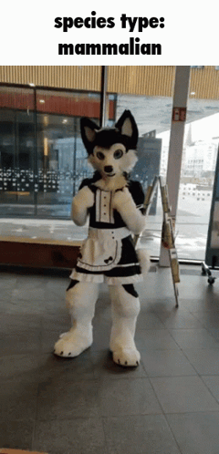 Husky Mascot Dressed as Maid