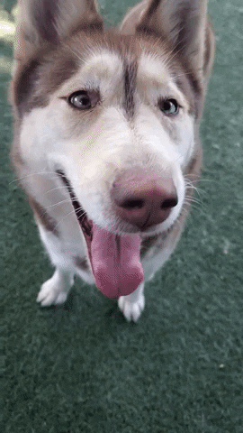 Husky Playfully Wags And Smile GIF
