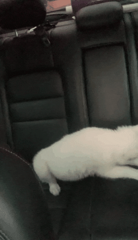 Husky Pup Crawling In Car Seat GIF
