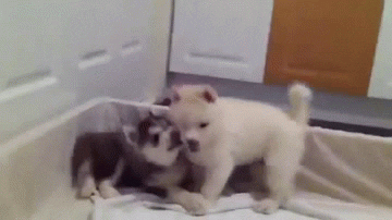 Husky Puppies Play Fighting With Glee GIF