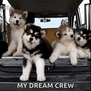 Husky Puppies Sitting in Back of Truck