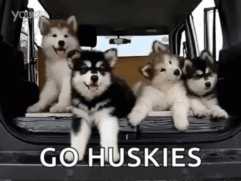 Husky Puppies Standing in Back of Car