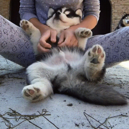 Husky Puppy Belly Rub Bliss GIF