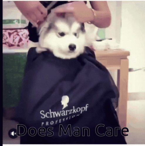 Husky Puppy Groomed By Woman In Schwarzkopf Cape GIF