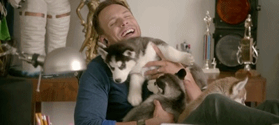 Husky Puppy Playfully Overwhelms Happy Man GIF