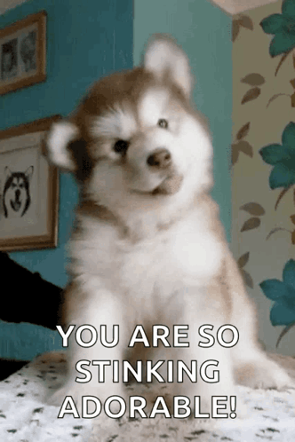 Husky Puppy Sitting You Are So Stinking Adorable