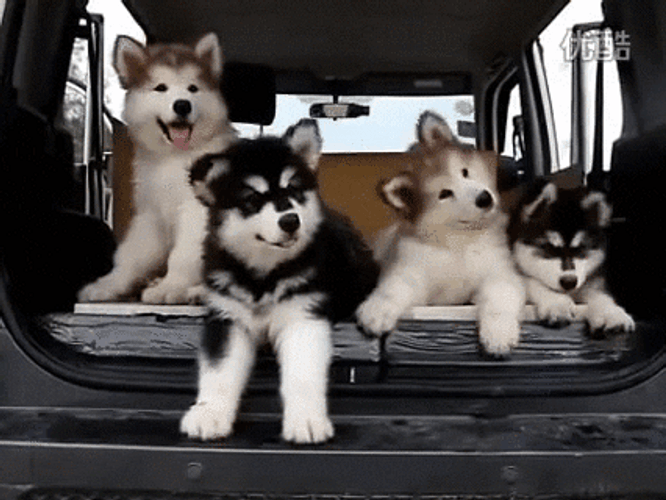 Husky GIF