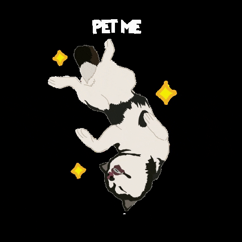 Husky Rolling Over Saying Pet Me GIF