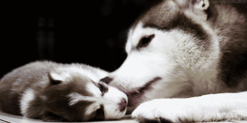 Husky Showing Affection And Liking To Puppy GIF