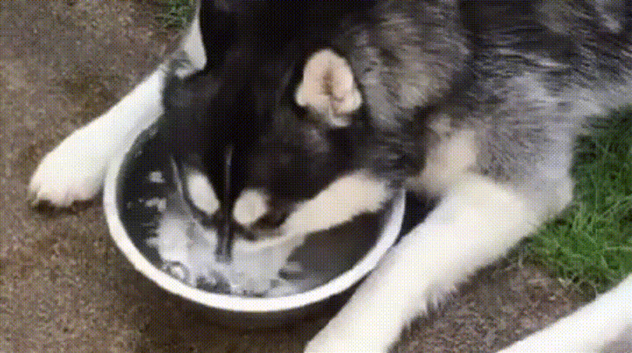 Husky Splashing Water GIF