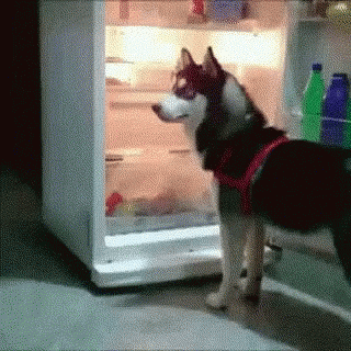 Husky Staying Cool In Refrigerator GIF