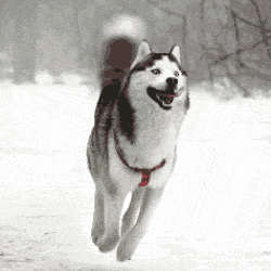 Husky Tail Wag Expressing Joy In Snow GIF