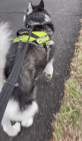 Husky Taking A Leisurely Stroll On Pavement GIF