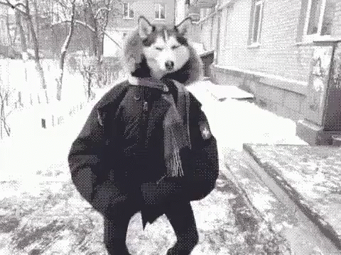 Husky Wearing Scarf and Jacket in Snow