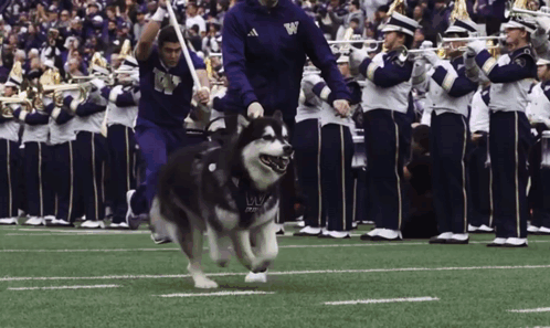 Husky Wearing Vest Saying UC