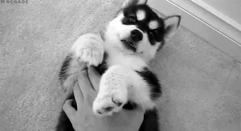 Husky GIF