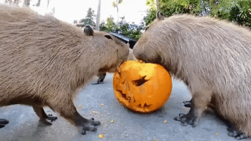 Capybara Eating Pumpkin GIF
