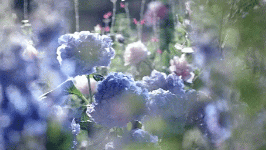 Hydrangea Flower Blooming GIF