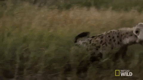 Hyena Care Guide GIF