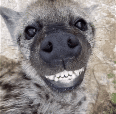 Hyena With Big Smile Close Up GIF