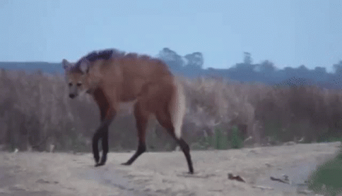 Hyena With Long Legs GIF