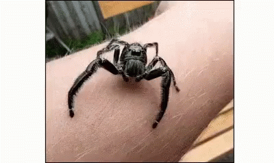 Hyllus Spider Jumpscare Crawling GIF