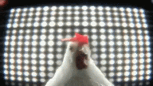Hyped Up Chicken Dance At Disco GIF