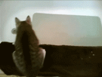 Hyper Crazy Cat Running Wild GIF