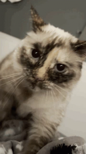 Hyper Sweet Cat Making Biscuits GIF