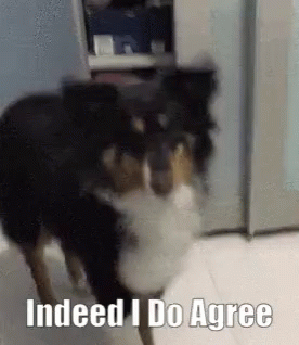 I Agree Bernese Mountain Dog GIF