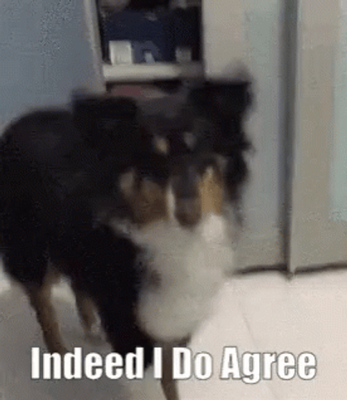 I Agree Bernese Mountain Dog GIF