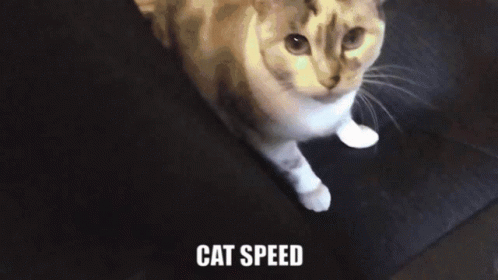 I Am Cat Speed Running Away GIF